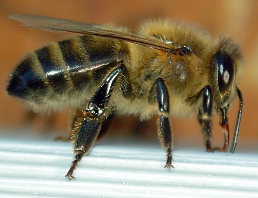Beekeeping Education in Jesus Christ V 5.5